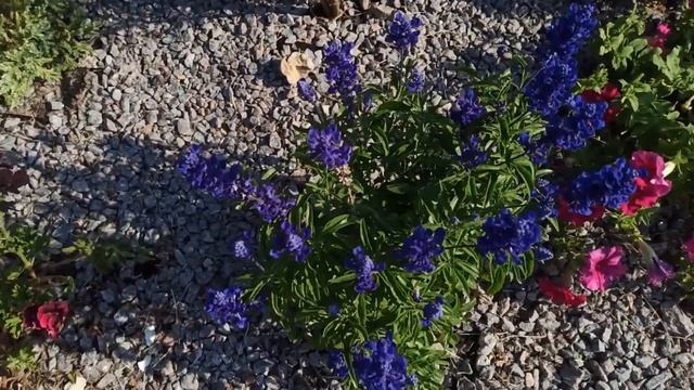 Неприхотливые многолетники для дачи