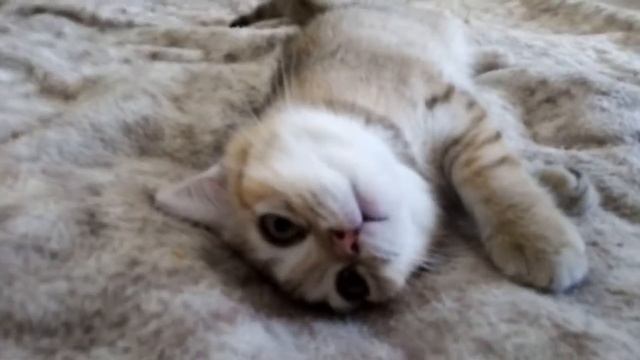 Клубный шотландский Кот Ирбис смотреть онлайн