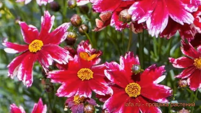 Кореопсис обыкновенная Мэдрас Мэджик ? обзор: как сажать, саженцы кореопсиса Мэдрас Мэджик смотреть онлайн