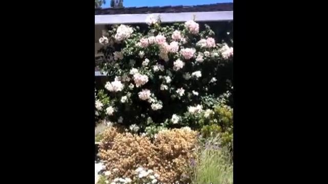 Rose 'Sally Holmes' смотреть онлайн