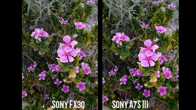 Sony FX30 VS Sony A7S III Camera Test Comparison смотреть онлайн