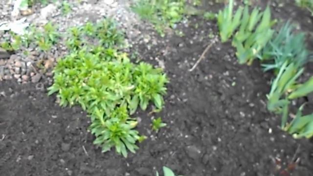 НА ДАЧЕ )ЦВЕТЕТ ОБРИЕТА) МИНИ- ГОРКА )ПРИМУЛА ) смотреть онлайн