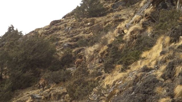 Мускусные олени 2, Сагарматха Непал, апрель 2011г смотреть онлайн