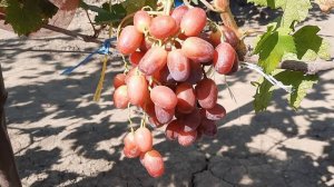 НОВИНКА!!! ГФ Винограда ИВУШКА (Калугин В.М.). 26.08.2023г.