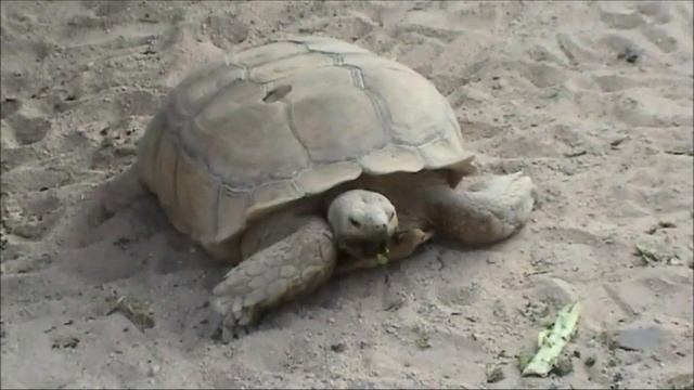 Египет #путешествие# Ливийская Пустыня #пустыня#Деревня Бедуинов #деревнябедуинов# Сафари Часть 5 смотреть онлайн