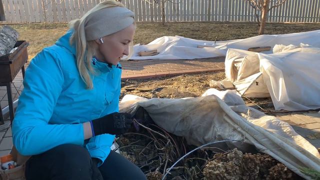 ТОНКОСТИ И НЮАНСЫ, которые необходимо учесть во время ВЕСЕННЕЙ ОБРЕЗКИ САЖЕНЦЕВ ГОРТЕНЗИИ! смотреть онлайн