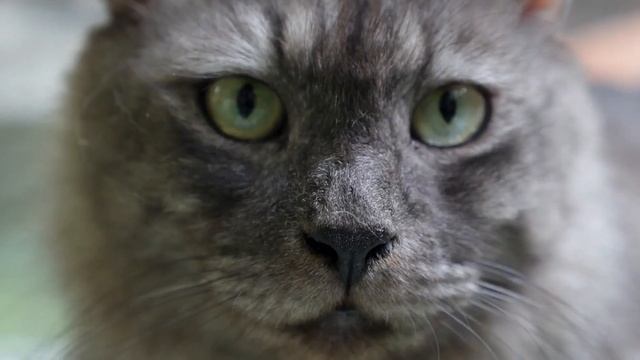 My CAT Keeps SCRATCHING Their EARS ? (Why and What to Do) смотреть онлайн