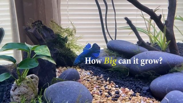 What Is The Maximum size of Betta Fish смотреть онлайн