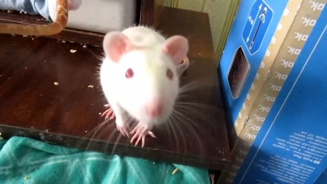 Эксклюзив | Пробуждение Росса... КРЫСАМИ!!! (Fancy Rats | Декоративные крысы) смотреть онлайн