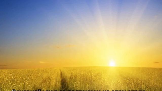 Руккола — выращивание и уход в открытом грунте