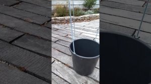 Как сделать воздушный шар для фотозоны. Быстро, красиво. Часть 1.