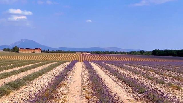 🇫🇷 Beautiful Lavender fields in Summer in Provence, FRANCE смотреть онлайн
