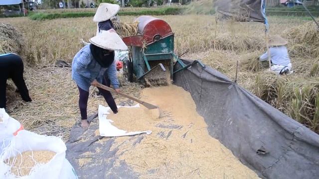 Как собирают рис на Бали? Сбор урожая риса на острове Бали - руками или комбайн? Видео сбора риса смотреть онлайн