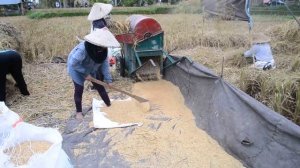 Как собирают рис на Бали? Сбор урожая риса на острове Бали - руками или комбайн? Видео сбора риса
