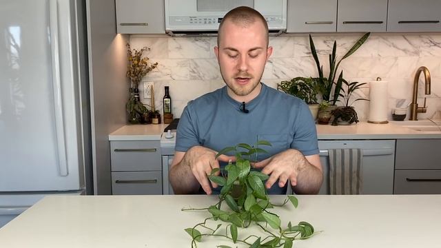 How To Care For Epipremnum Pinnatum 