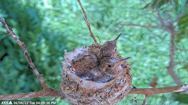 Olive Feeds Luna And Nova, 18 And 17 Days Old. Then Luna Does Flappies. смотреть онлайн