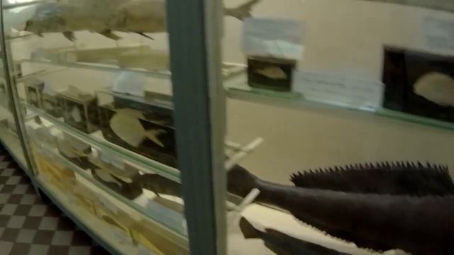 Зоологический музей  Санкт Петербург Обзор