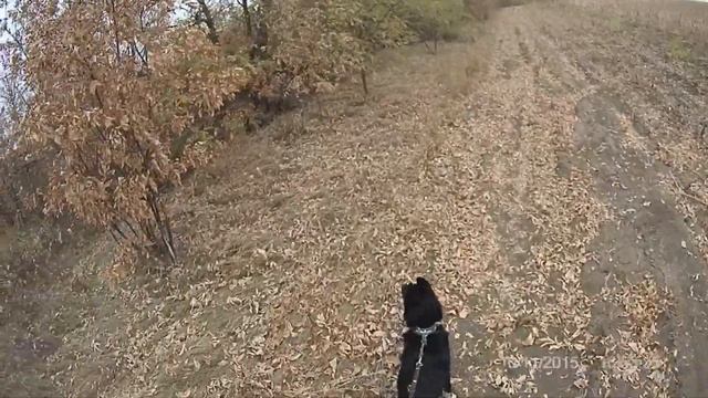 Охота с РЕЛ на фазана и куропатку на юге России. смотреть онлайн