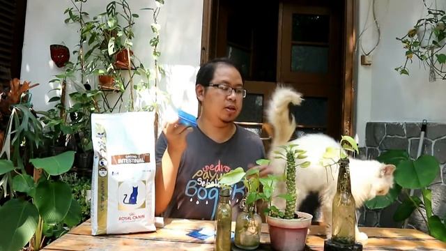 Royal Canin Gastro Intestinal Untuk Perbaikan Pencernaan Kucing