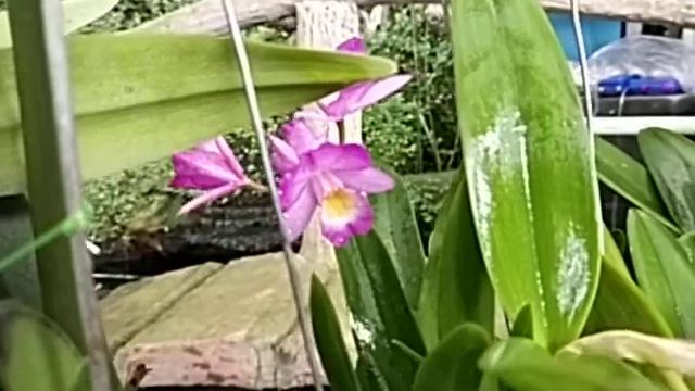 Blooming Cattleya And Alliances On January 2022 смотреть онлайн