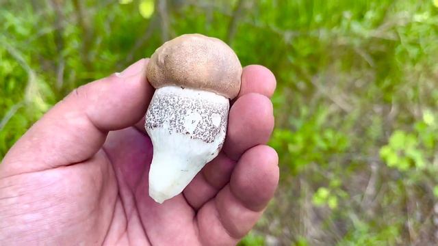 Как дела? Грибные НОВОСТИ 2 ИЮНЯ! Подосиновики Масленок Шампиньоны !Неугомонный ГРИБНИК! Грибы 2023 смотреть онлайн