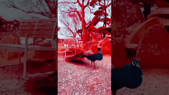 Ar-rahman beautiful recitation | #surah смотреть онлайн