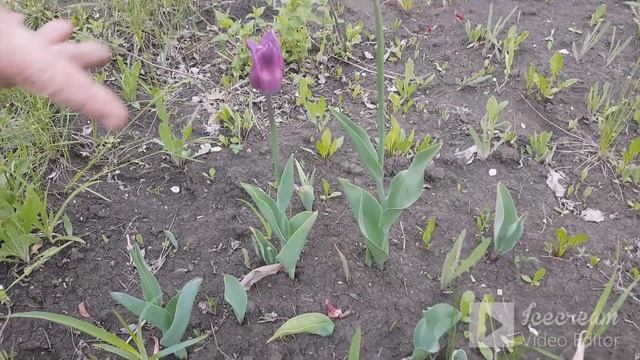 Обзор дачного участка. Ароматы весны... смотреть онлайн