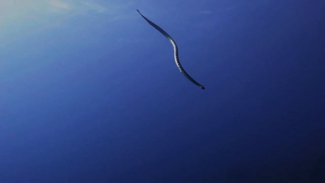 KOMODO to RAJA AMPAT on a Scuba Diving Liveaboard - Banda Neira, Manuk, Ambon смотреть онлайн