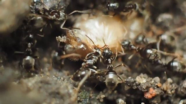 Чёрные муравьи в агрессии / Aggressive black ants смотреть онлайн
