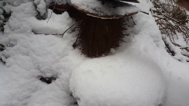 Собираем Рейши Плоский зимой!!!Самый полезный - на березе!!! смотреть онлайн