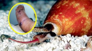 Вот Почему Австралия Самая Опасная Страна В Мире