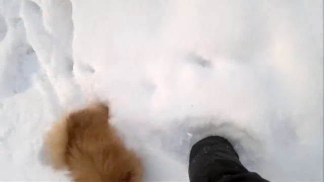 шпиц смотреть онлайн