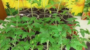 БЛЕДНЫЕ ЛИСТЬЯ У РАССАДЫ   НУЖНА ЛИ ПОДКОРМКА