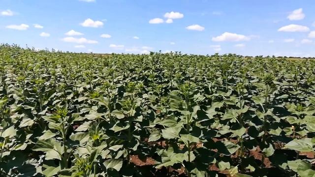 Тюкуем сіно смотреть онлайн