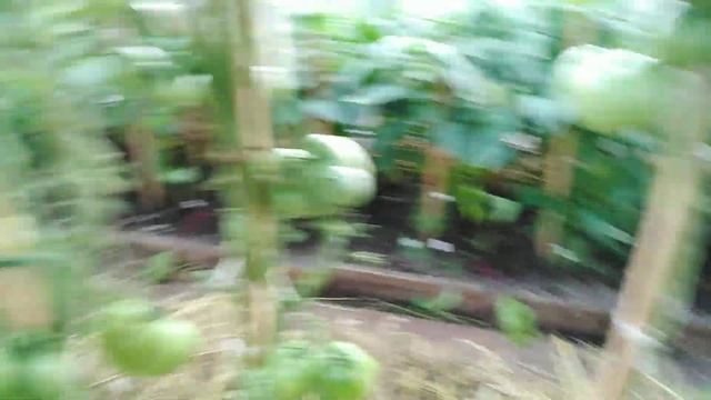 Вот КУДА?столько помидор? Посчитаем✏️Красная ТРЯПКА ?томатам. ТЕПЛИЦА ?три в одном,ВМЕСТЕ ?растем? смотреть онлайн