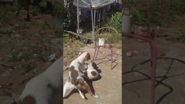 neuza do nascimento silva deus abençoe obrigado essa e minha cachorra lili e a filha😂😂😂 смотреть онлайн