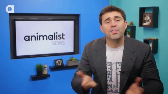 Почему скорпионы светятся в темноте смотреть онлайн