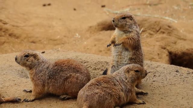 Sony A57 @ SF Zoo - Prairie Dogging смотреть онлайн