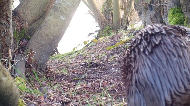 Otter 2 смотреть онлайн