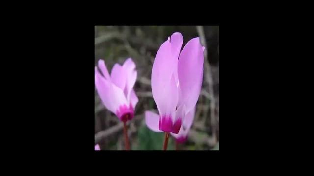 AI Art: How artists are using and confronting machine learning | HOW TO SEE LIKE A MACHINE смотреть онлайн