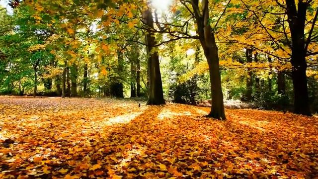 Прогулка. Автор и исполнитель Д. Иванов-Вайсбеккер смотреть онлайн