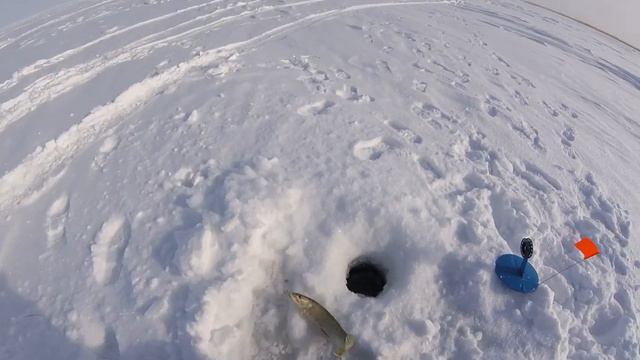 Глухозимье Рыбалка на жерлицы оз.Берсуат Казахстан смотреть онлайн