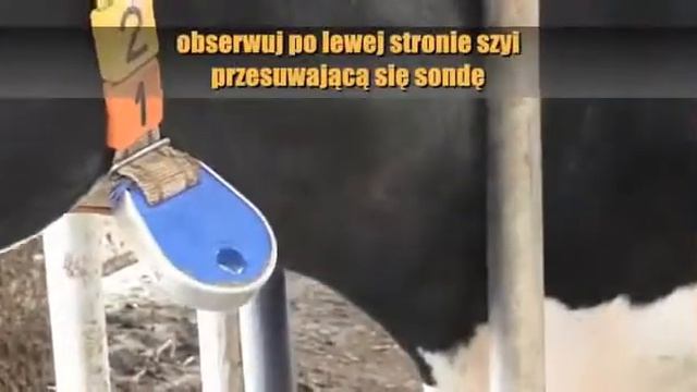 Зонд для випойки коров Sano