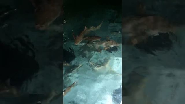 Акулы в Индийском Океане смотреть онлайн