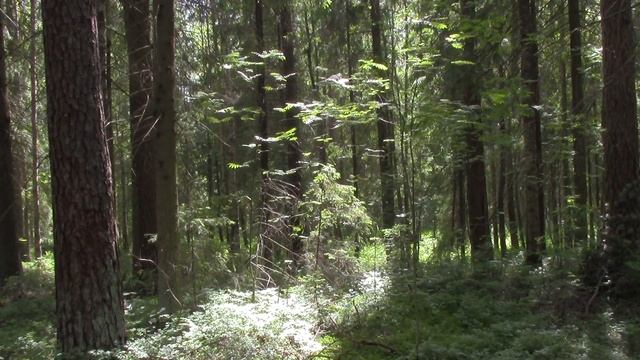 Eternal Love - Tree Of Life (Extended 432 Hz Mix)