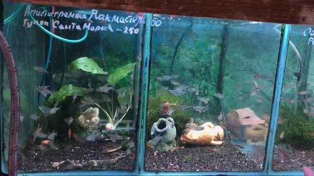 ПТИЧИЙ РЫНОК, САДОВОД! ОБЗОР ЯНВАРЬ 2023. Большой ассортимент. Рыбки, растения. смотреть онлайн