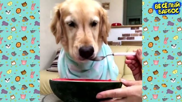 КОШКИ СОБАКИ 2020 ПРИКОЛЫ С КОТАМИ И СОБАКАМИ / Смешные Животные Котики и коты 2020 Funny Cats смотреть онлайн