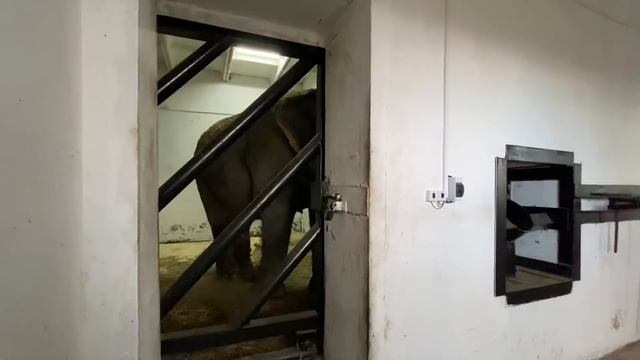 Олег Зубков даже после тяжелого дня обязательно ПРИХОДИТ К СЛОНАМ! смотреть онлайн