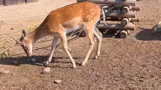Зоопарк. Минск. Экскурс. Смешные животные.