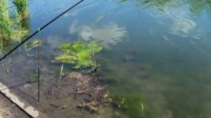 Новочеркасск.Теплый канал .Канадские сомики